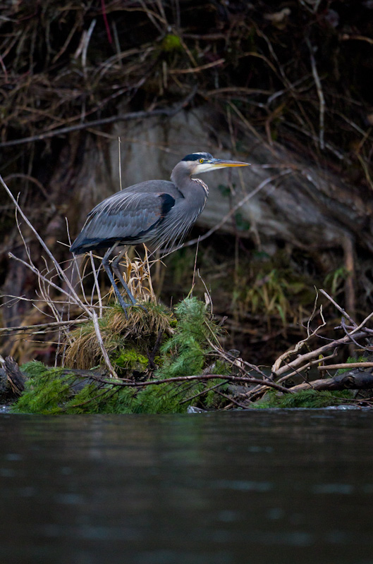 Great Blue Heron