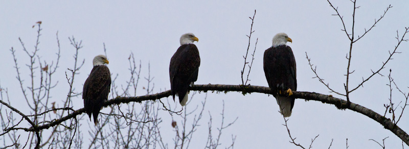 Bald Eagles On Branch