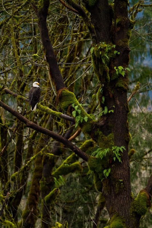 Bald Eagle In Tree