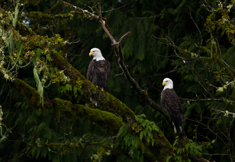 Bald Eagles In Tree