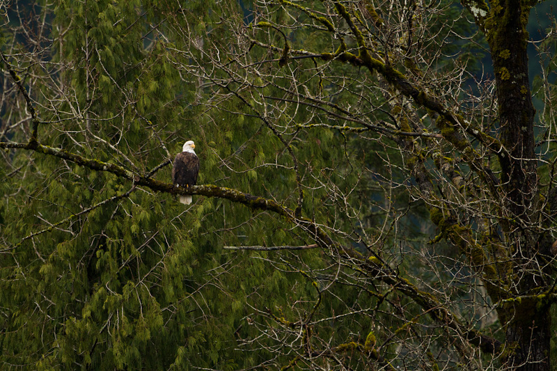 Bald Eagle In Tree