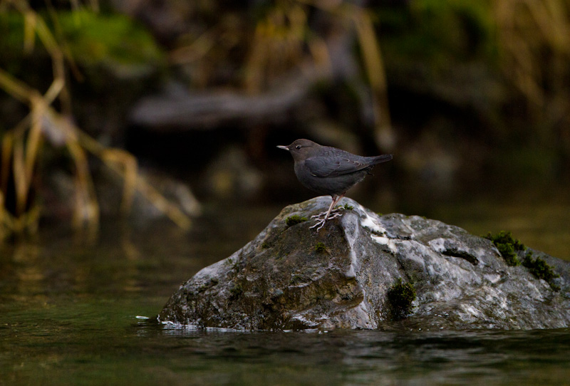 American Dipper On Rock