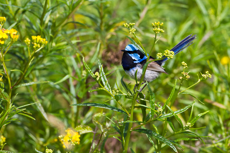 Superb Fairywren