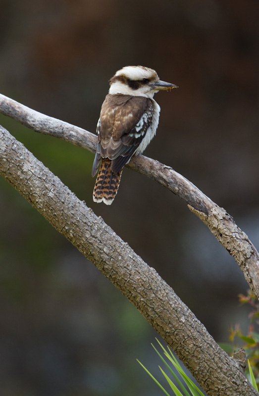 Laughing Kookaburra