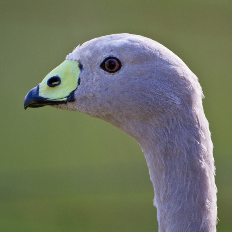 Cape Barren Goose