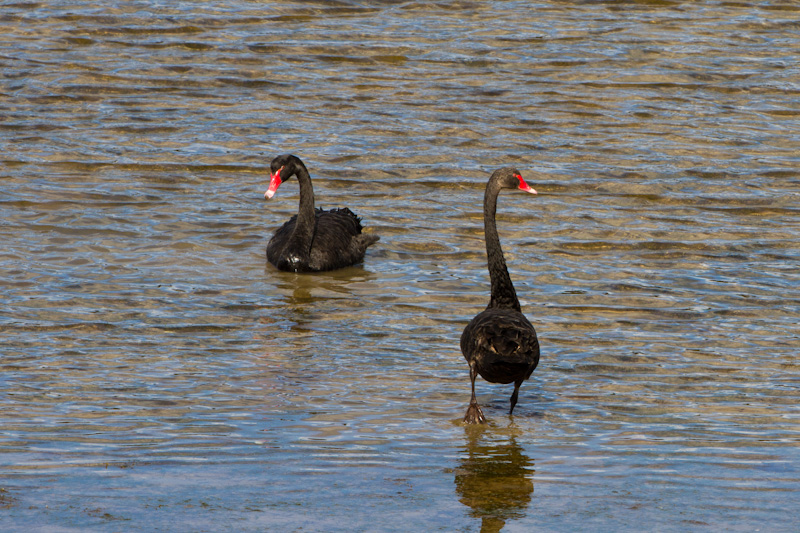 Black Swans