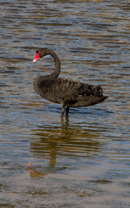 Black Swan