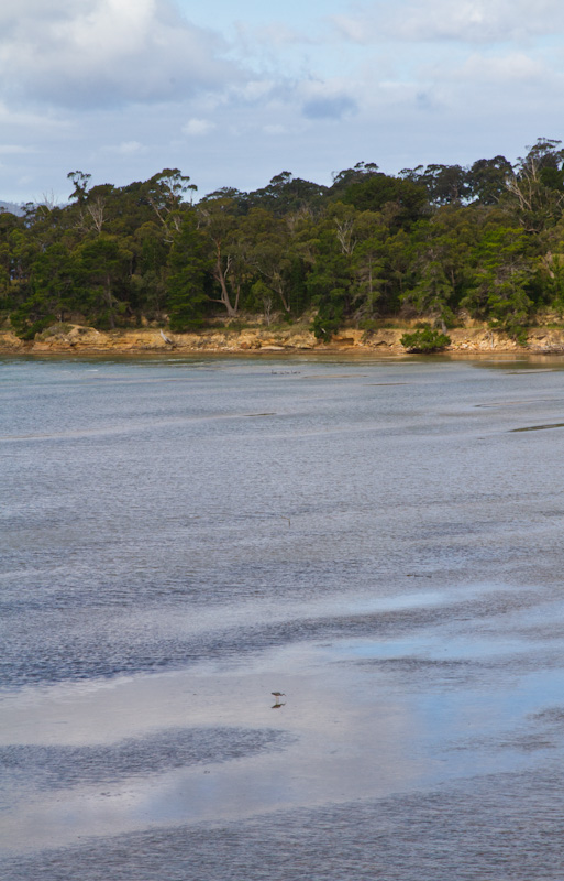 White-Faced Heron On Tidal Flat