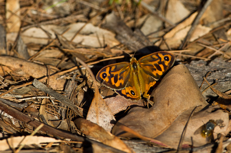 Bright-Eyed Brown Butterfly