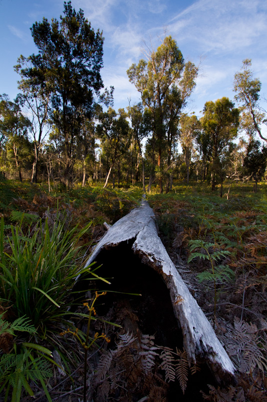 Hollow Log On Forest Floor