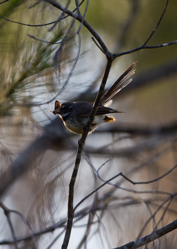 Gray Fantail Eating Moth