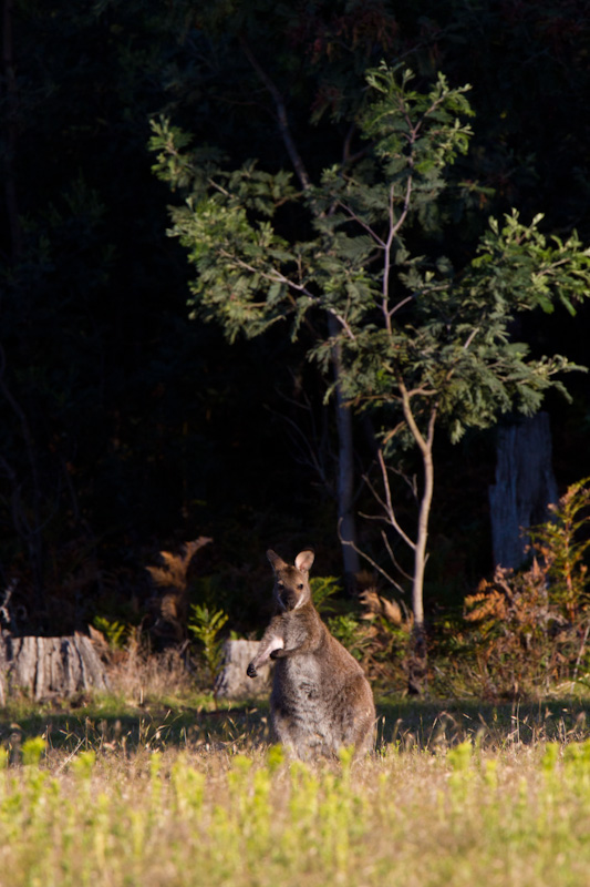 Red-Necked Wallaby