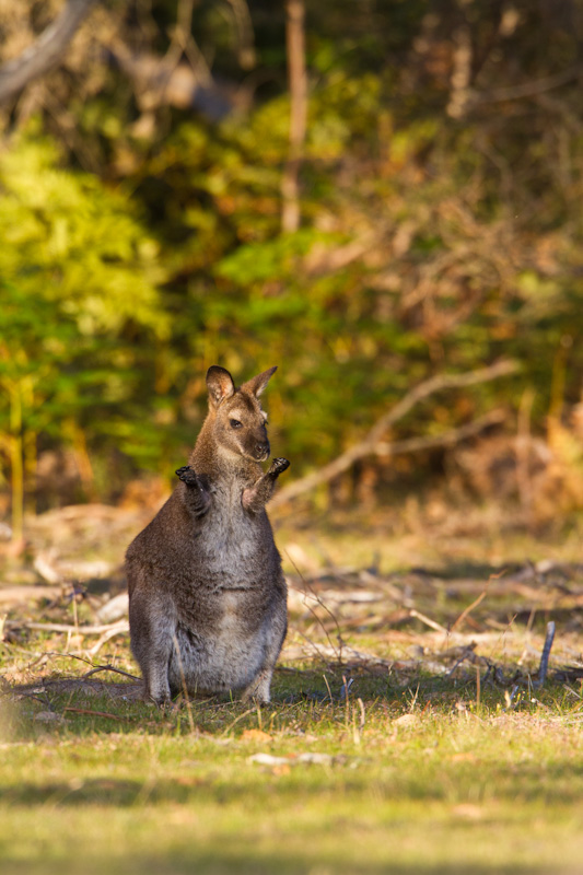 Red-Necked Wallaby