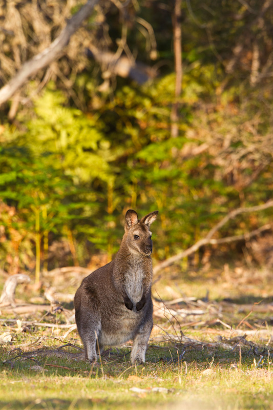 Red-Necked Wallaby