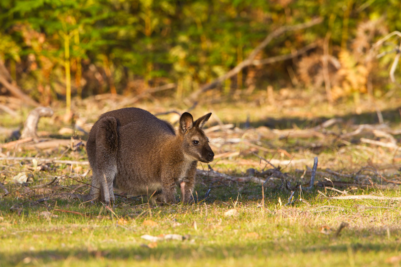 Red-Necked Wallaby