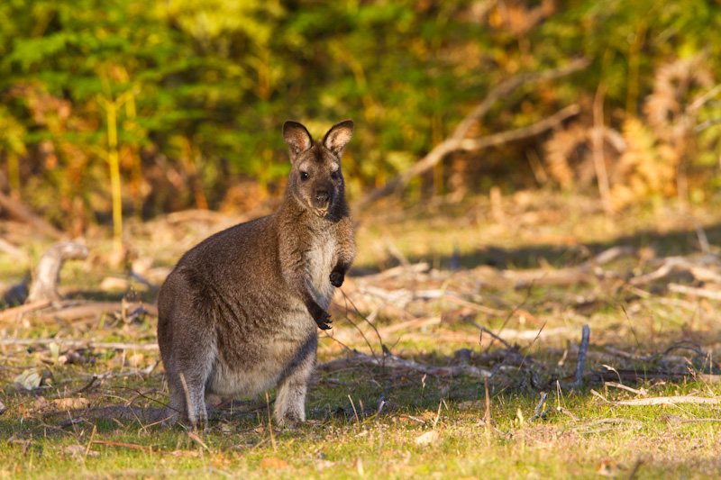 Red-Necked Wallaby