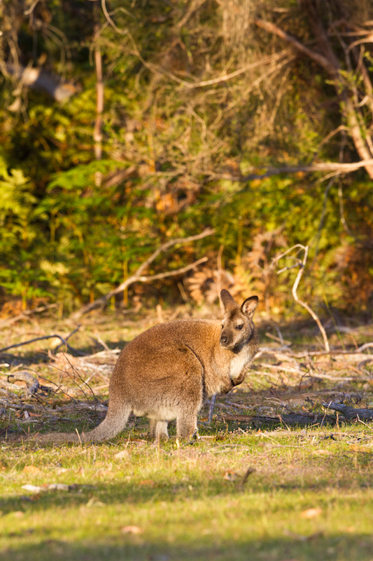 Red-Necked Wallaby