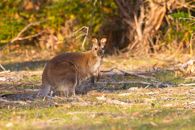 Red-Necked Wallaby