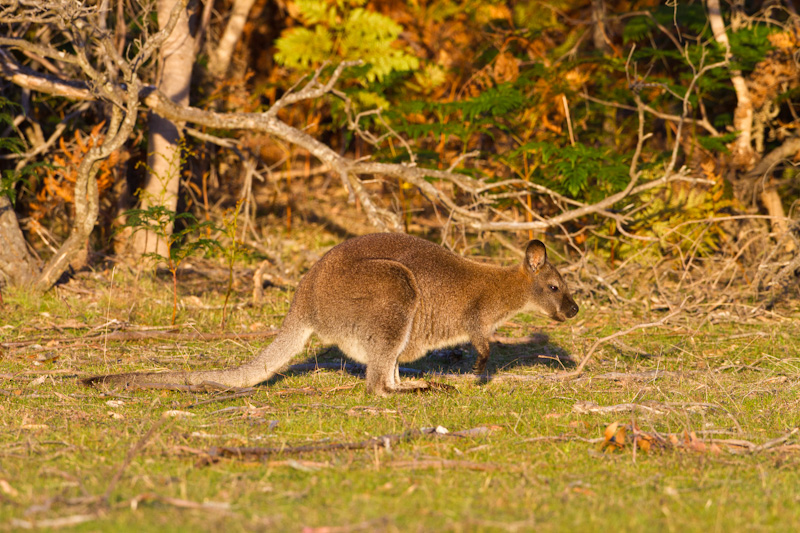 Red-Necked Wallaby