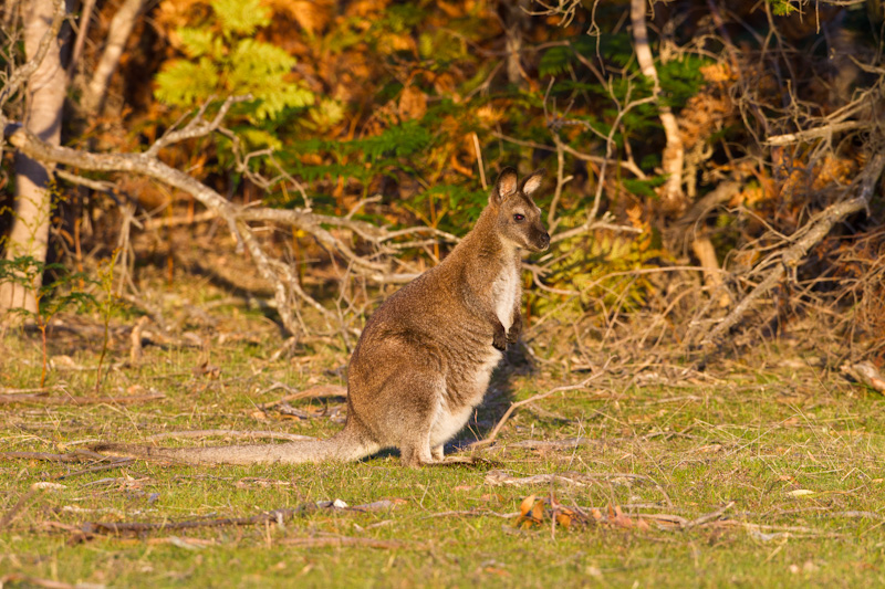 Red-Necked Wallaby