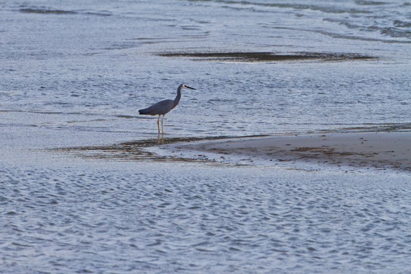 White-Faced Heron