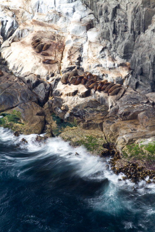 Australian Fur Seals On Rocks