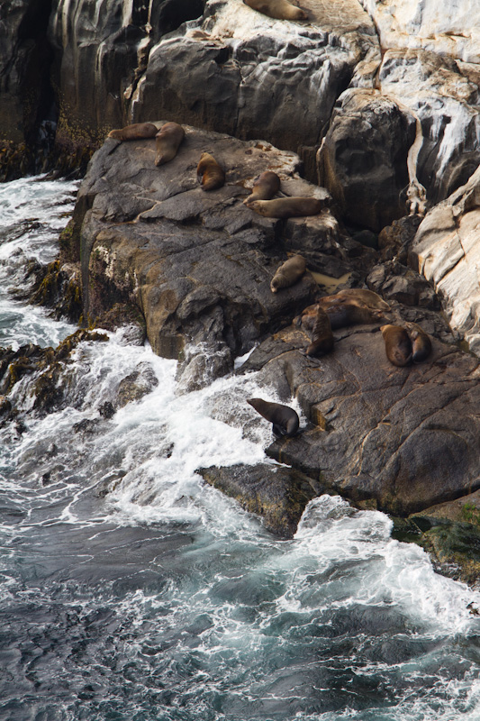 Australian Fur Seals On Rocks