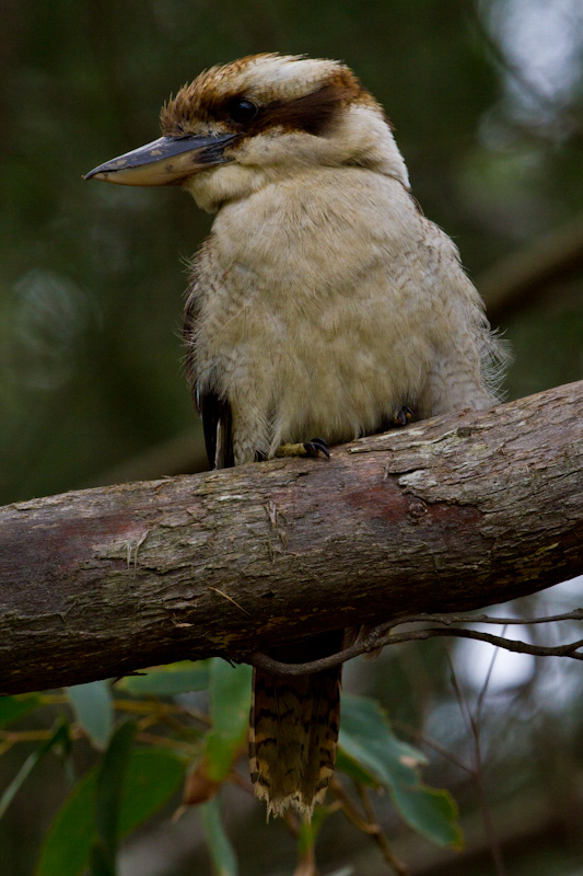 Laughing Kookaburra