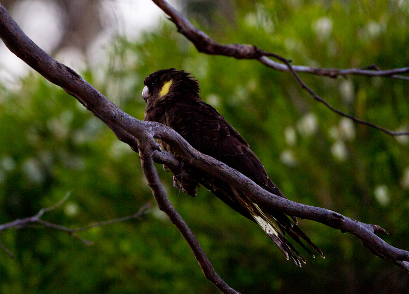 Yellow-Tailed Black-Cockatoo