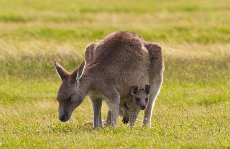 Eastern Gray Kangaroo With Joey In Pouch