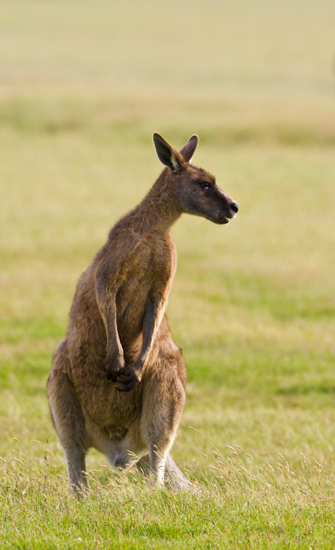 Eastern Gray Kangaroo