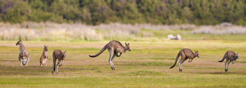 Hopping Eastern Gray Kangaroos