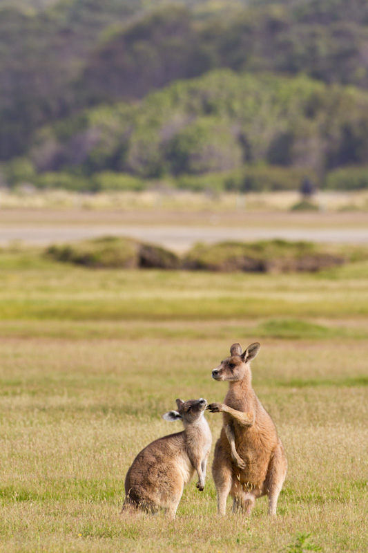 Eastern Gray Kangaroos