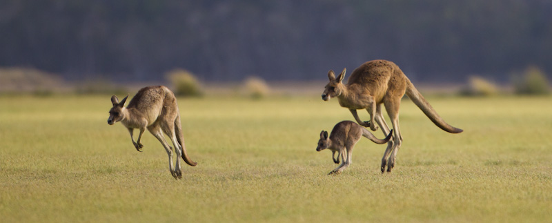 Hopping Eastern Gray Kangaroos