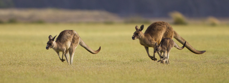 Hopping Eastern Gray Kangaroos