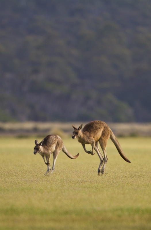 Hopping Eastern Gray Kangaroos