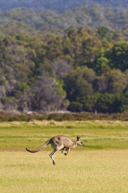 Hopping Eastern Gray Kangaroo