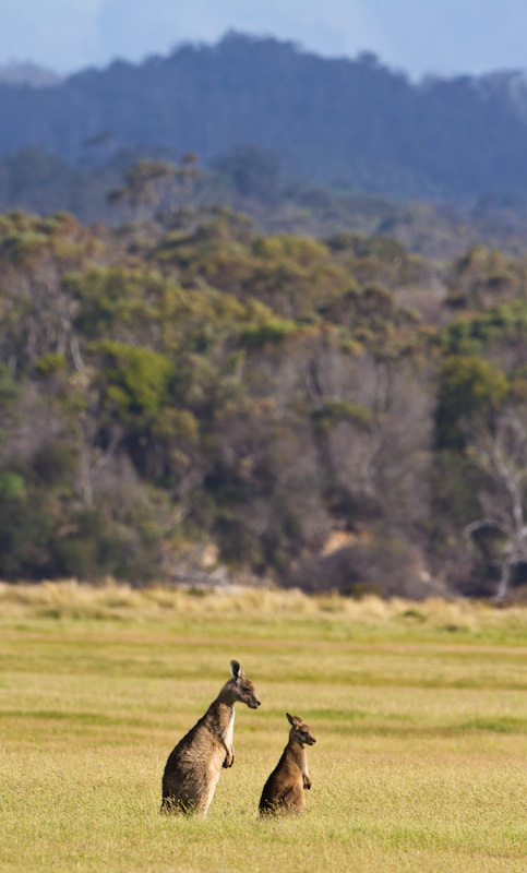 Eastern Gray Kangaroos