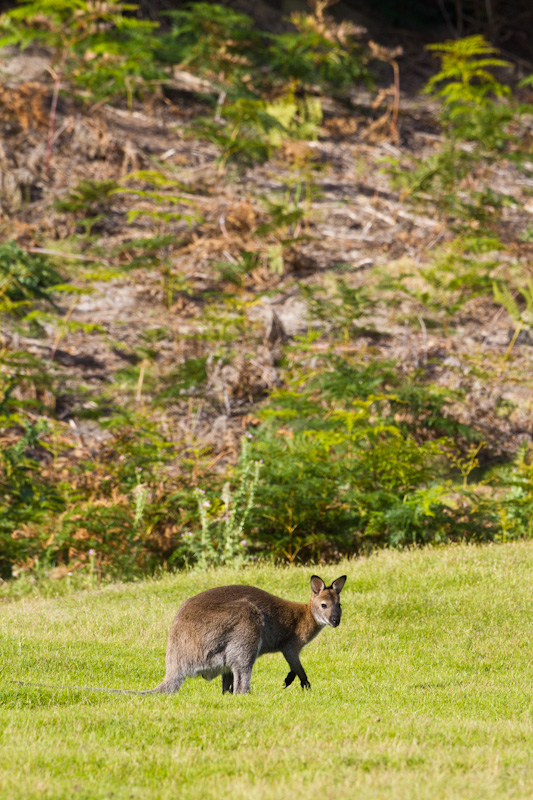 Red-Necked Wallaby