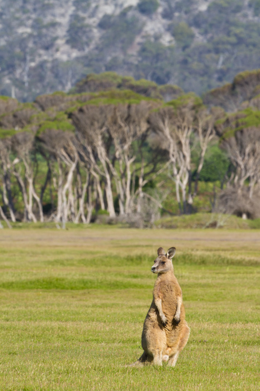 Eastern Gray Kangaroo