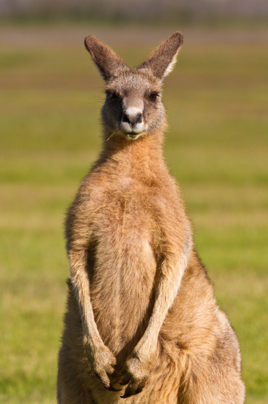 Eastern Gray Kangaroo