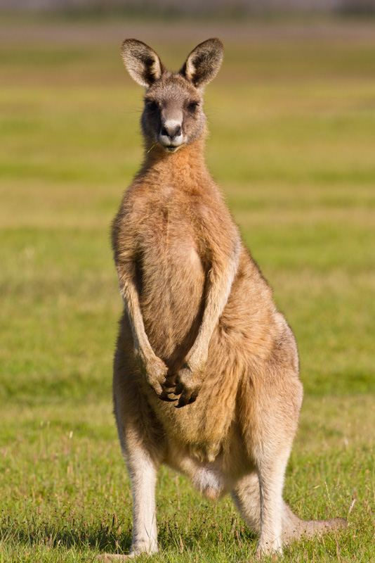 Eastern Gray Kangaroo