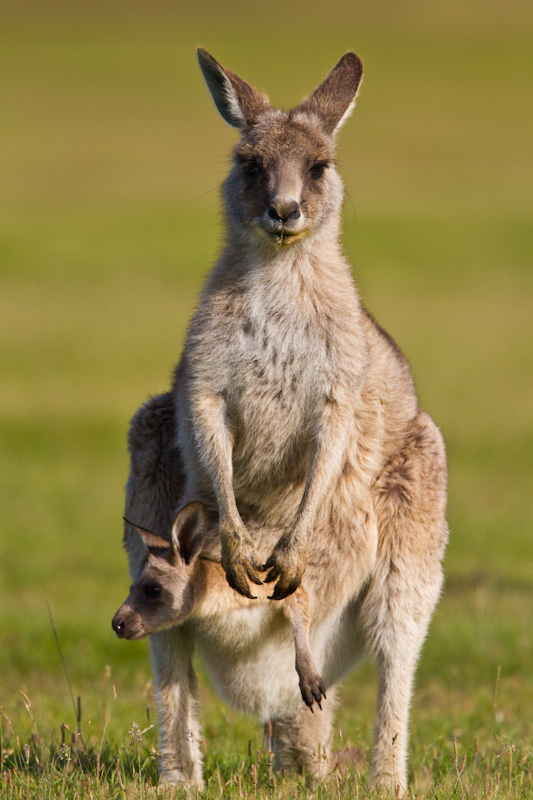 Eastern Gray Kangaroo With Joey In Pouch