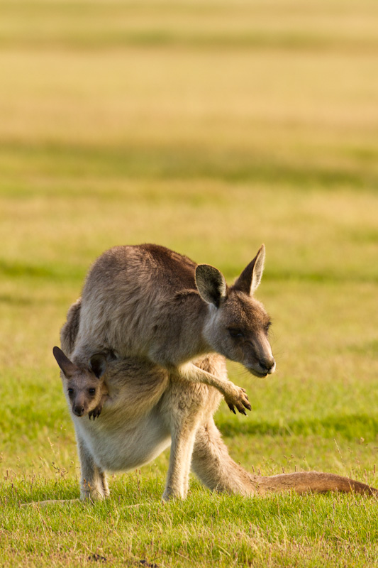 Eastern Gray Kangaroo With Joey In Pouch