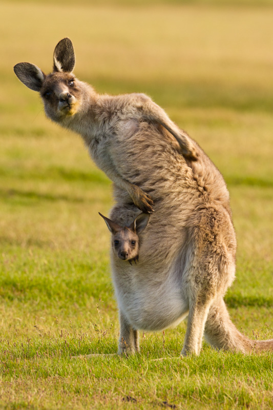 Eastern Gray Kangaroo With Joey In Pouch