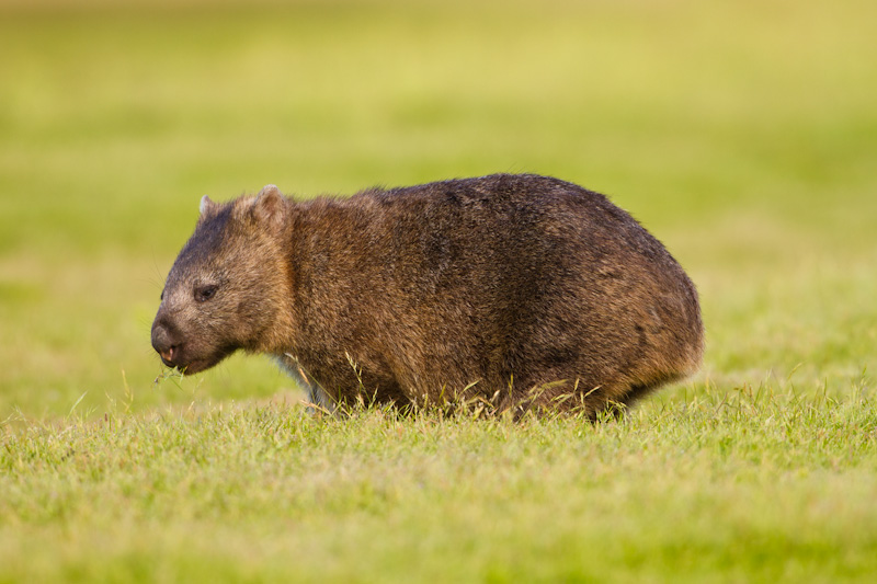 Common Wombat