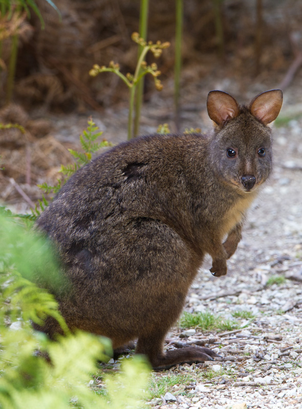 Tasmanian Pandemelon