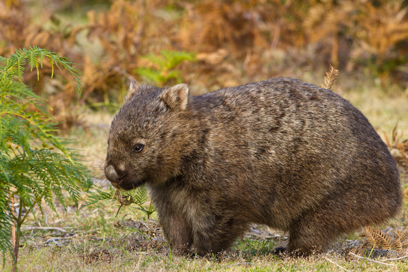 Common Wombat