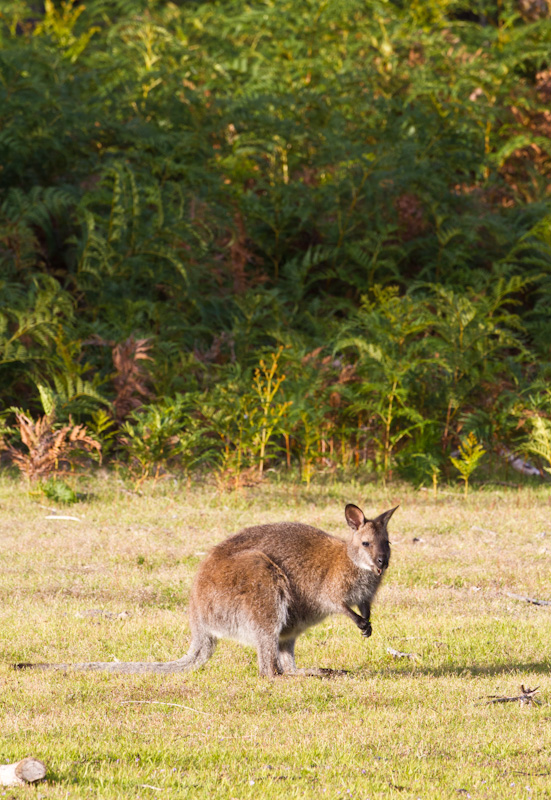 Red-Necked Wallaby