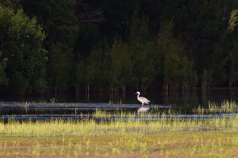 White-Faced Heron